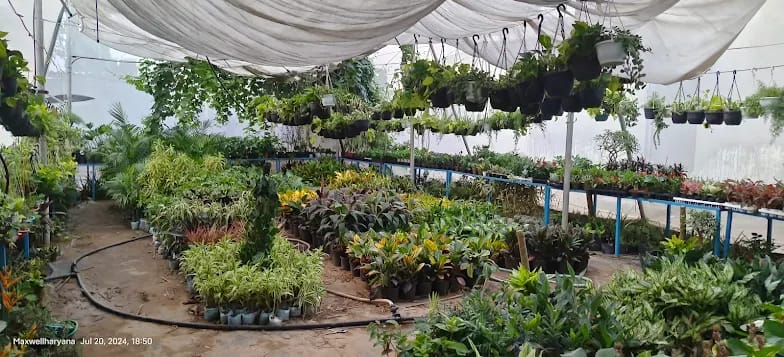 Plant Nursery